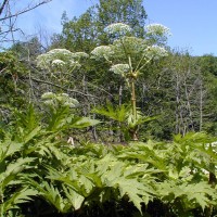 Giant Hogweed